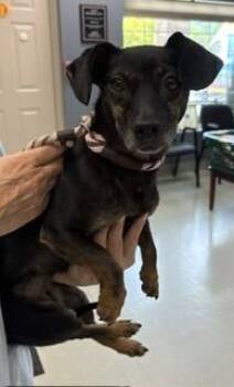 Moon -  Mixed Breed Dog for Adoption in Maryville, Tennessee - Moon | PetCurious
