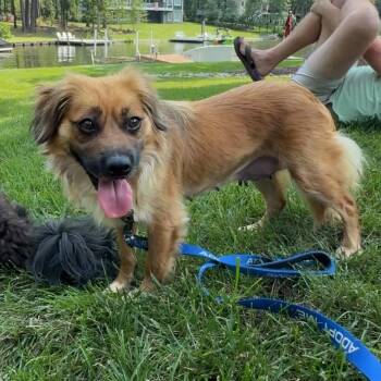 Cupcake -  Mixed Breed Dog for Adoption in Fredericksburg, Virginia - Cupcake | PetCurious
