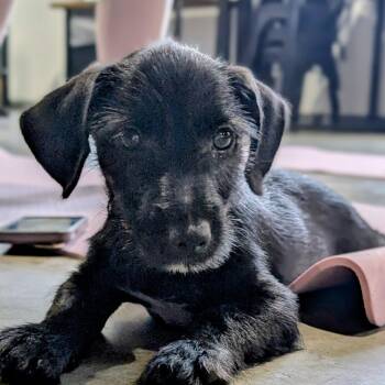 Chance -  Dachshund and Cairn Terrier Dog for Adoption in Dallas, Texas - Chance | PetCurious