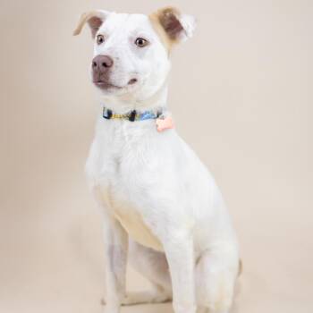 Mixed Breed Dogs Available for Adoption - Timothy | PetCurious