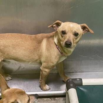 Chihuahua and Mixed Breed Dogs Available for Adoption in Spokane, Washington - Professor(pink Collar) | PetCurious