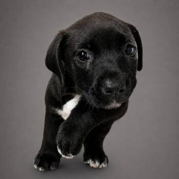 Scary Spice -  Labrador Retriever Dog for Adoption in Myrtle Beach, South Carolina - Scary Spice | PetCurious