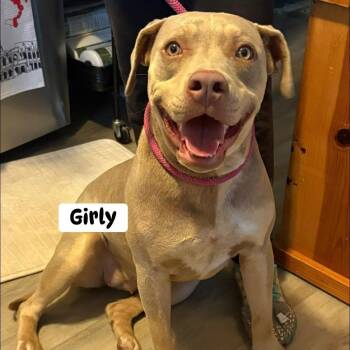 Girly -  Mixed Breed Dog for Adoption in Brewton, Alabama - Girly | PetCurious