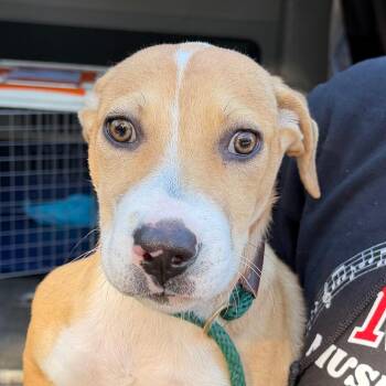 Simba -  Hound Dog for Adoption in Calverton, New York - Simba | PetCurious
