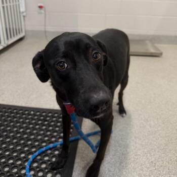 Mixed Breed Dogs Available for Adoption - Sofia | PetCurious