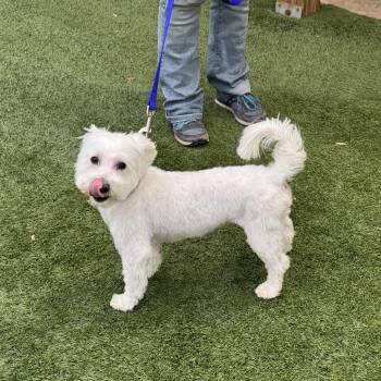 West Highland White Terrier Westie and Maltipoo Dogs Available for Adoption in Clifton, New Jersey - Meet Sweet Willie The Westie Mix - Friendly Adult Male, Loves To | PetCurious