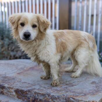 Liam -  Mixed Breed Dog for Adoption in Palm Springs, California - Liam | PetCurious