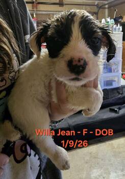 Australian Cattle Dog Blue Heeler and Beagle Dogs Available for Adoption - Willa Jean | PetCurious