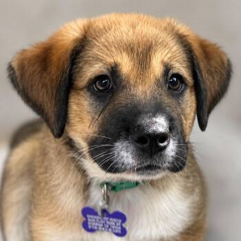 Boise -  Shepherd and Labrador Retriever Dog for Adoption in Boerne, Texas - Boise | PetCurious