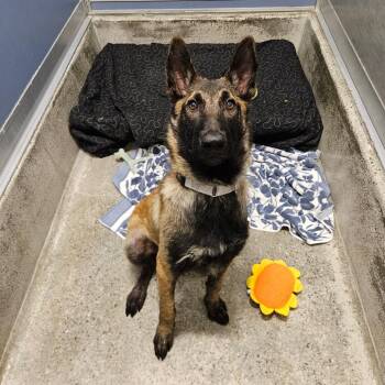 Belgian Shepherd Malinois Dogs Available for Adoption in Los Angeles, California - Sandler | PetCurious