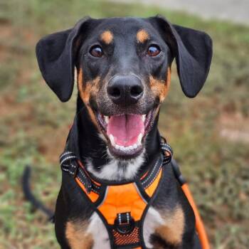 Cody LB -  Australian Cattle Dog Blue Heeler and German Pinscher Dog for Adoption in Austin, Texas - Cody LB | PetCurious