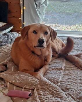 Golden Retriever Dogs Available for Adoption in Van Alstyne, Texas - Tom | PetCurious