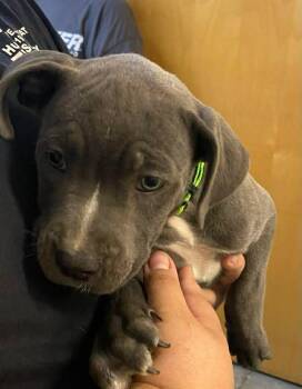 Mixed Breed Dogs Available for Adoption in Ocala, Florida - Pixie | PetCurious
