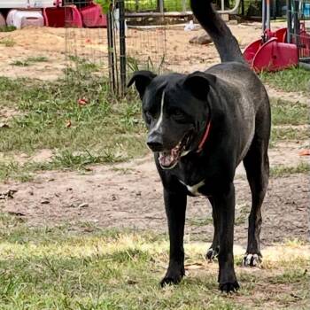 Rescue Black Labrador Retriever Dogs for Adoption in Spring, Texas - Dude | PetCurious