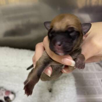 Chihuahua Dogs Available for Adoption - Naya | PetCurious