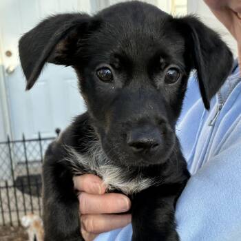 Picasso -  Terrier and Dachshund Dog for Adoption in Ogontz Campus, Pennsylvania - Picasso | PetCurious