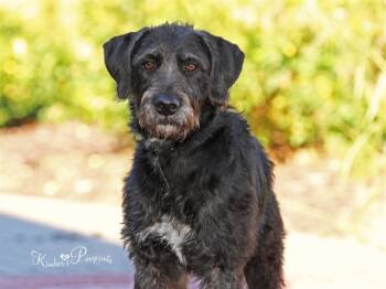 Rescue Poodle and Labrador Retriever Dogs for Adoption in Omaha, Nebraska - ROME | PetCurious