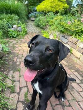 Catahoula Leopard Dog Dogs Available for Adoption in Boiling Springs, Pennsylvania - Bernie | PetCurious