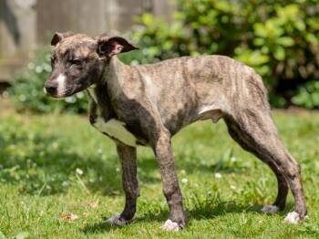 Ash -  Bull Terrier and Belgian Shepherd Malinois Dog for Adoption in Sebastian, Florida - Ash | PetCurious