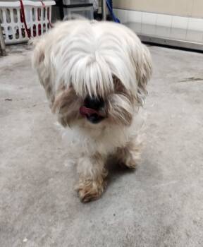 Rescue Mixed Breed Dogs for Adoption in Spokane Valley, Washington - Wally | PetCurious