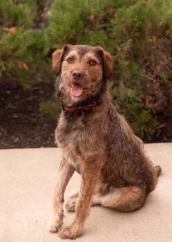Wirehaired Pointing Griffon Dogs Available for Adoption - BROWNIE | PetCurious