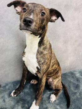 Pit Bull Terrier and Mixed Breed Dogs Available for Adoption - Coco Melon | PetCurious