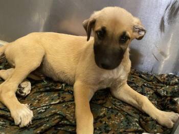 German Shepherd Dog and Mixed Breed Dogs Available for Adoption in Modesto, California - STARSKY | PetCurious
