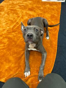 Sheila -  Pit Bull Terrier and Mixed Breed Dog for Adoption in Oxford, Michigan - Sheila | PetCurious