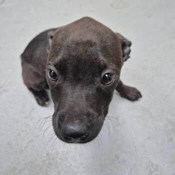 Guitar Hero 3142 -  Mixed Breed Dog for Adoption in Springboro, Ohio - Guitar Hero 3142 | PetCurious