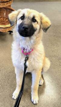 Rescue Anatolian Shepherd and Great Pyrenees Dogs for Adoption in Bend, Oregon - Groot | PetCurious