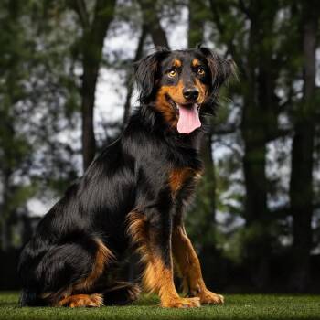 Earl -  Mixed Breed Dog for Adoption in Jupiter, Florida - Earl | PetCurious