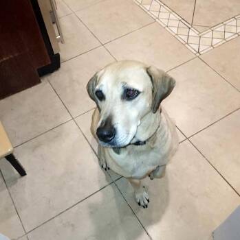 Rescue Hound Dogs for Adoption in Baldwin, New York - Henry | PetCurious