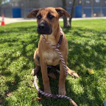 Gnash -  Pit Bull Terrier and Mixed Breed Dog for Adoption in Long Beach, California - Gnash | PetCurious