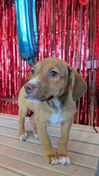 Tonka -  Beagle Dog for Adoption in Seguin, Texas - Tonka | PetCurious
