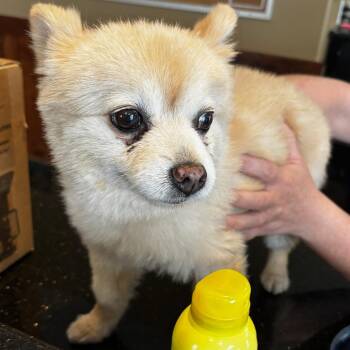 BC-Stray (Sonic) -  Pomeranian Dog for Adoption in Idaho Falls, Idaho - BC-Stray (Sonic) | PetCurious