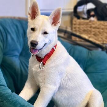 Carlito -  Siberian Husky and German Shepherd Dog Dog for Adoption in Walnut Creek, California - Carlito | PetCurious