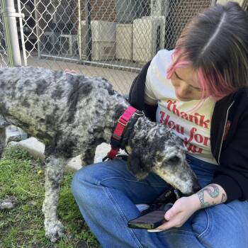 Poodle and Mixed Breed Dogs Available for Adoption in Nashville, Tennessee - Candy | PetCurious