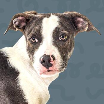 Dozer -  Pit Bull Terrier and Husky Dog for Adoption in Reno, Nevada - Dozer | PetCurious
