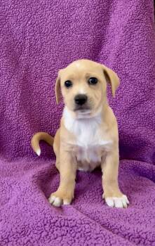 Gia -  Australian Shepherd and Poodle Dog for Adoption in Orange, California - Gia | PetCurious