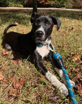 Rescue Black Labrador Retriever and Boxer Dogs for Adoption in Ellijay, Georgia - Shadow | PetCurious