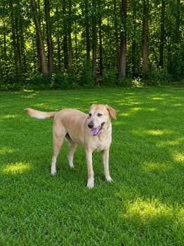 Cathy Faith -  Labrador Retriever Dog for Adoption in Nashville, Tennessee - Cathy Faith | PetCurious