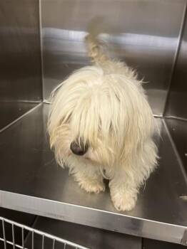 AZY -  Maltese and Yorkshire Terrier Dog for Adoption in Houston, Texas - AZY | PetCurious