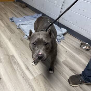 Rescue Terrier Dogs for Adoption in St. Louis, Missouri - Funfetti Cupcake | PetCurious