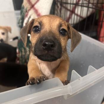 Shikamaru -  Shepherd Dog for Adoption in Edinburg, Texas - Shikamaru | PetCurious
