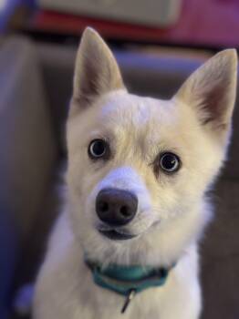 Rescue Klee Kai Dogs for Adoption in Cedar Rapids, Iowa - Voo | PetCurious