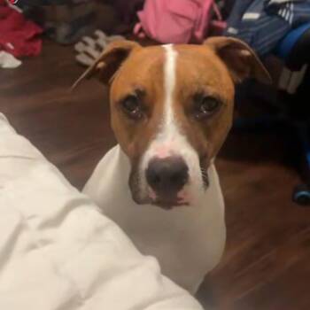 Ozzie -  Hound and Mixed Breed Dog for Adoption in Nashville, Tennessee - Ozzie | PetCurious