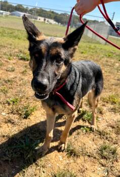 Freda -  German Shepherd Dog Dog for Adoption in Salisbury, North Carolina - Freda | PetCurious