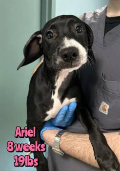 Mixed Breed Dogs Available for Adoption in Holbrook, New York - ARIEL | PetCurious