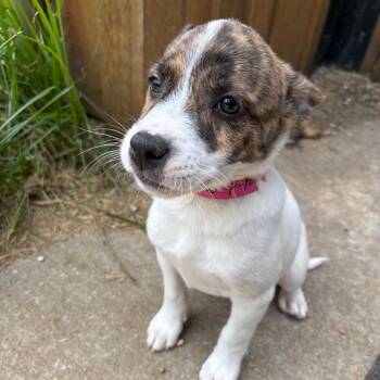 Faith -  Australian Cattle Dog Blue Heeler and Mixed Breed Dog for Adoption in West Des Moines, Iowa - Faith | PetCurious