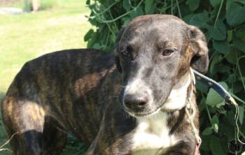 Rescue Border Collie and Mixed Breed Dogs for Adoption in Kemp, Texas - Jessie | PetCurious